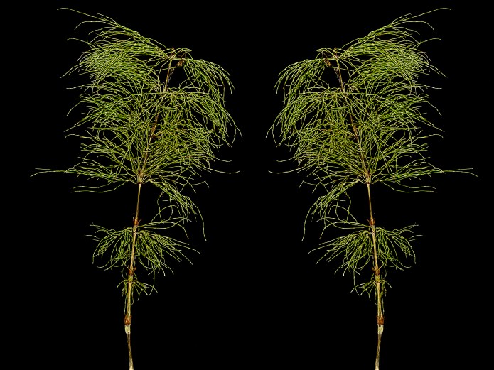 Two tall, slender green plants with feathery leaves arranged symmetrically against a black background.
