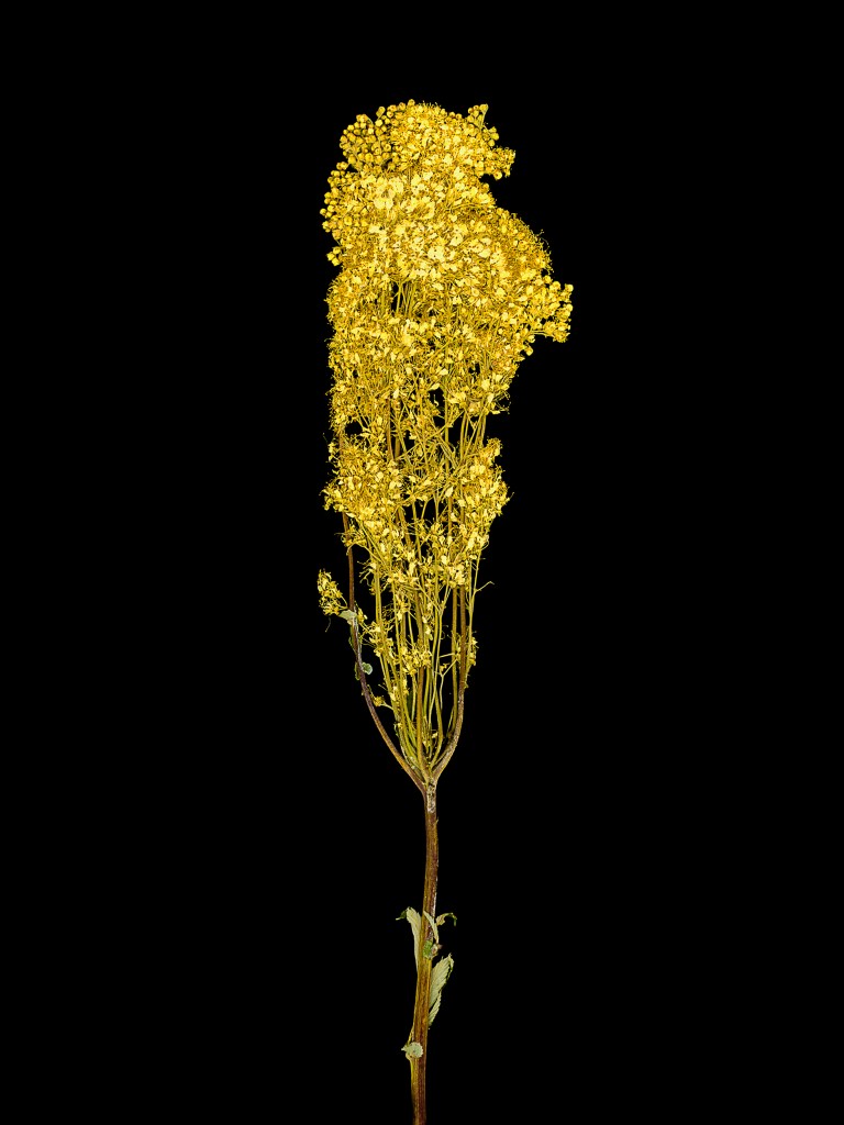 A dried golden flower stem with small clusters of blossoms, set against a black background.