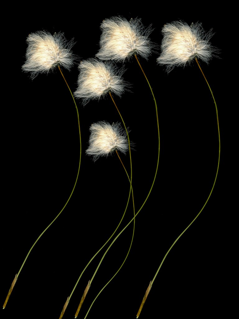 Five fluffy, white flower heads on slender green stems against a black background.